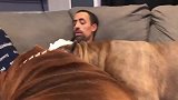 两只强壮恶霸犬打闹，看似打的凶猛，其实分寸把握得很好