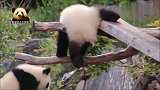 熊猫宝宝梦圆梦想的卖萌造型好特别：看我可爱不？