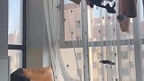 气炸拍视频时竟然捡两次袜子，还有奶牛猫受害者联盟