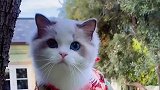 布偶猫：别以为我只有颜值，我还会爬树呢！你抓不到的那种