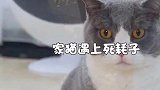 4只猫遇上50只耗子当场翻车！猫：麻，你听我解释