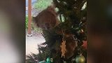 澳大利亚居民购买圣诞树庆祝节 回家后竟发现了挂在树上的考拉
