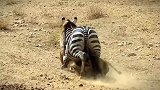 母狮成功捕猎斑马不料斑马，突然发飙以牙还牙咬向母狮