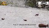 男子攀岩时遇到山羊，下一秒不敢看，镜头记录全过程