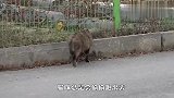 流浪猫被好心人收养，每天给她带回“礼物”，却让人感到害怕