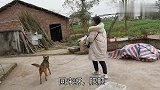 王二妹把爱宠从妈妈家接回去，把它洗刷干净，妈妈照顾一年辛苦了