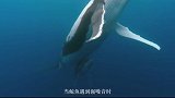 科学家在海底发现海洋“高音”，身长仅29毫米，声音比鲸鱼还强