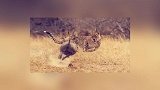 疣猪知道跑不赢猎豹突然来个回马枪正面决战