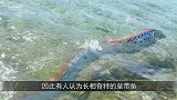 真实存在传说中的神兽，身长十几米，是不是大海怪的原型呢！