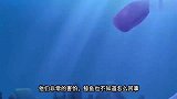 汪汪队立大功第5季：汪汪队找出鲸鱼撞击潜水钟的真正原因