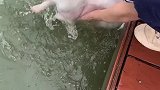 狗子：快放开我，我才不要游泳！