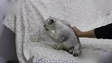 铲屎官给公猫配的母猫出轨了，公猫很不开心追着母猫就是一顿胖揍