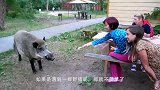 野猪被猎人逮住后，开启了一段挖洞逃生之路，猎人看了目瞪口呆