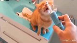 橘猫就喜欢用主人的电动牙刷按摩，真会享受