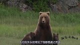 小伙冬天遇棕熊，拿雪球往它身上扔，熊：一定要忍住前面是俄国人