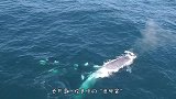 虎鲸群围攻鲸鱼母子，看来小鲸鱼难逃一劫！画面好凶残