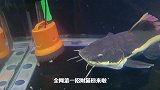 全网第一凶残大猫正式回归，开场第一餐就拿八爪鱼开胃，惊呆下巴
