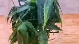 部分新型、伪装毒品，记住他们的样子，注意防范！禁毒 （来源：英山特警）