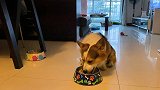 今天冬至，三小只吃饺子啦，猪猪怎么还藏起来一个