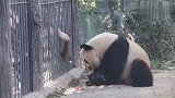大熊猫真幸福，吃完窝窝头吃笋，还有那么多围观