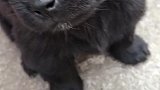 狗一脸无辜，明明是恶主，却偏偏说成恶犬！