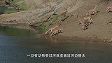 鳄鱼凶猛无比，捕食时又快又稳，镜头记录全过程