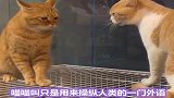 奇奇怪怪的猫咪冷知识又增加了，你知道几个