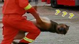 消防员：求你别卖萌啦！德牧：袭警犬啦！快来人