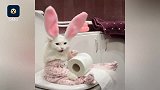 猫咪成变装达人，各种cosplay太萌