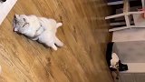 猫咪被绝育后生无可恋，就连睡姿都充满哲理