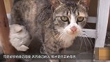 2只小奶狗想混进猫窝 只为偷奶喝 小奶猫啥反应