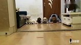 主人和狗狗赛文、老四比赛抢零食，狗狗的反应一个比一个快，逗