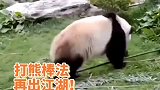 原来熊猫真的会功夫！这才是真正的功夫熊猫，都要修炼成精了！
