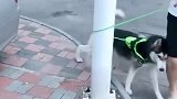 帮我看一下这个二哈纯不纯