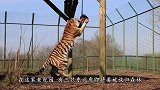 百兽之王回归大自然，当笼子被打开时，镜头记录下意外画面