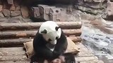 国宝不愧是国宝，知道用冰块给身体降温，下一幕看完不许笑