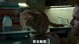 那只温暖了无数人的大橘，回到猫星了