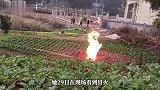 田地突然自燃冒火，“烧了一天一夜”？当地政府回应
