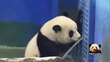熊猫宝宝圆仔凑到水管前，喝喝水，玩一玩，好开心的样子