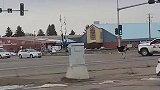 鸵鸟在大马路上行走，警车猛加油门拦截
