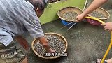 福建泉州夏日夜宵“啾啾螺”，老伯做了40年，10元1杯