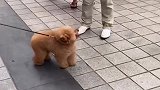 胖乎乎的小泰迪，主人走那带那，一看就是见过世面的狗！
