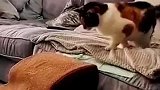 1999年出生的猫咪，主人喊他时，它也会颤颤巍巍的奔向主人！