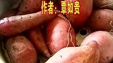 壮话山歌《吃红薯》