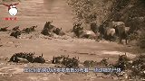 数百头动物陷入泥泞，秃鹫在一旁虎视眈眈，无人机记录全过程