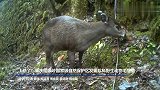 上新了！重庆阴条岭国家级自然保护区发现珍稀野生动物毛冠鹿