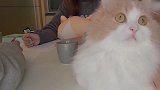 漂亮的猫咪来袭，这小表情，萌的我心都化了！