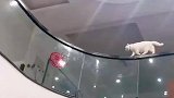 猫咪回老家后高空散步，疑似在巡视自己的领地
