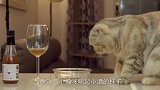 猫咪偷喝主人的酒，太逗了，看完别笑