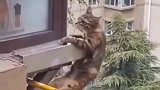 猫从七楼掉下去，希望它会没事！